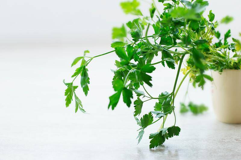 Planta verde como metáfora de la inteligencia artificial en salud y el cuidado de la vida
