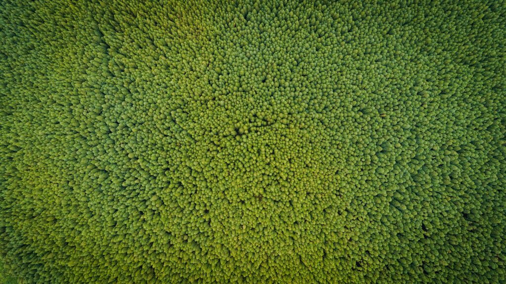 Enfriar el planeta y construir soluciones sostenibles, objetivos del partnership entre OpenSistemas y Crowley Carbon 8 cesar couto Z83CMY9ho I unsplash