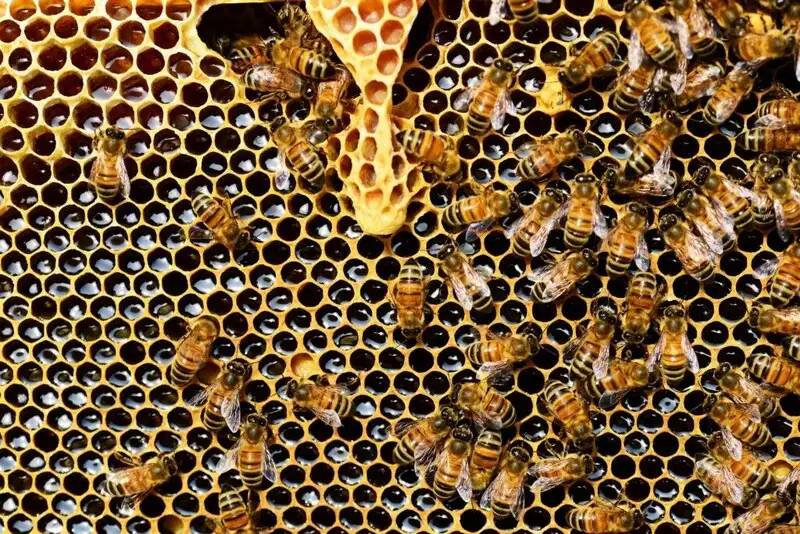 Sistemas multiagente y el papel de la IA generativa en la empresa 3 Panal de abejas como representación de sistemas multiagente
