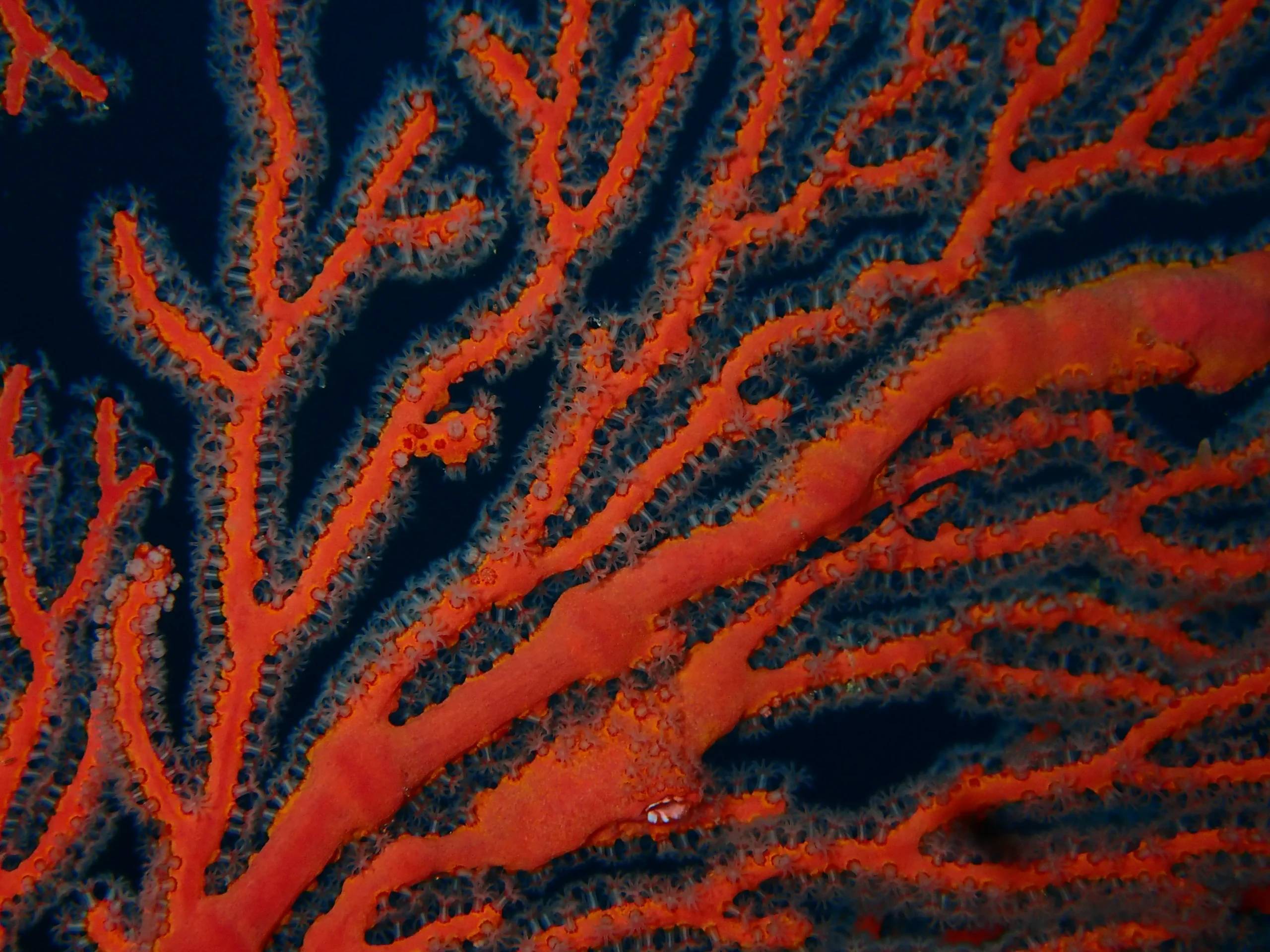 Árboles de decisión y gobernanza en inteligencia artificial empresarial